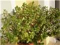 crasula